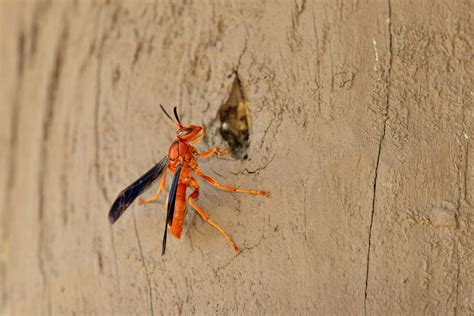 Beware Of The Alabama Red Wasp